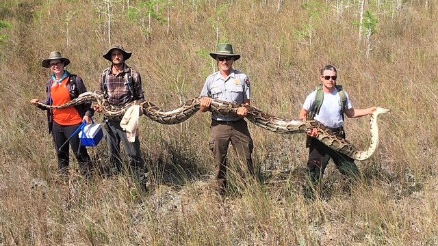 Snake with 3 eyes: Australia