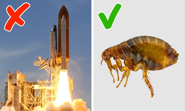 Faster than the Space Shuttle: A flea.