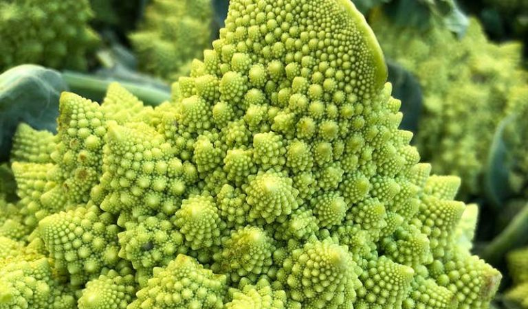 Romanesco cauliflowers start life as failed flowers